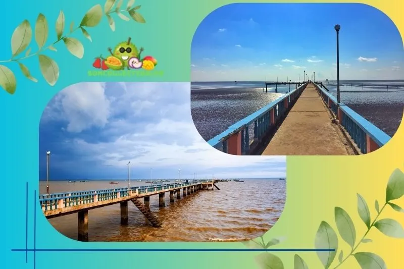 Biển Tân Thành Tiền Giang – điểm đến du lịch nổi tiếng
