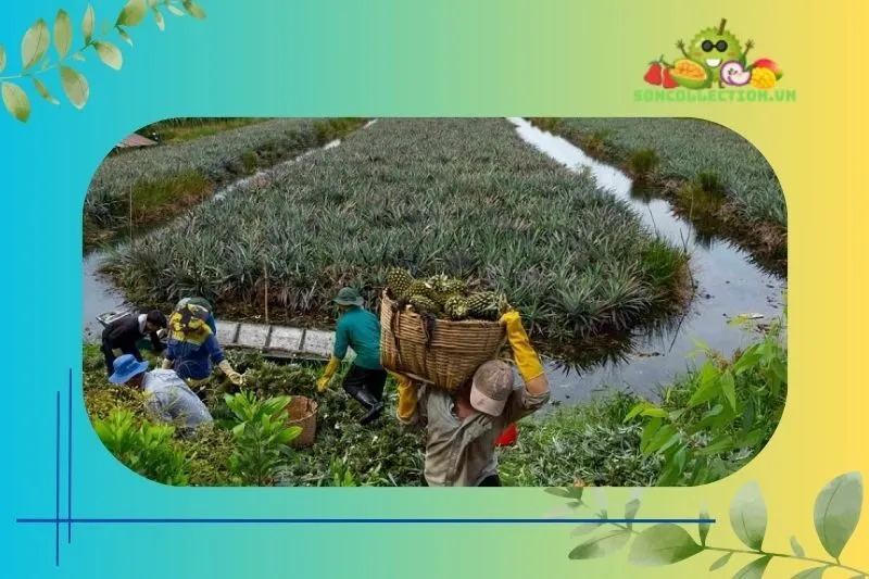 Các Cách Thu Hoạch và Chăm Sóc Khóm Tân Phước