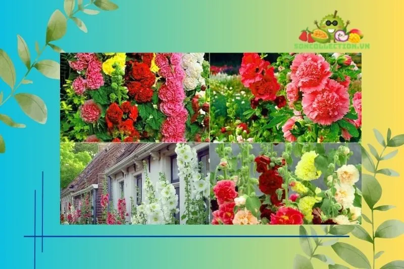 Các hoạt động thú vị tại Vườn hoa Mãn Đình Hồng