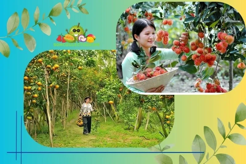 Các loại trái cây nổi bật tại Miệt vườn Cái Bè