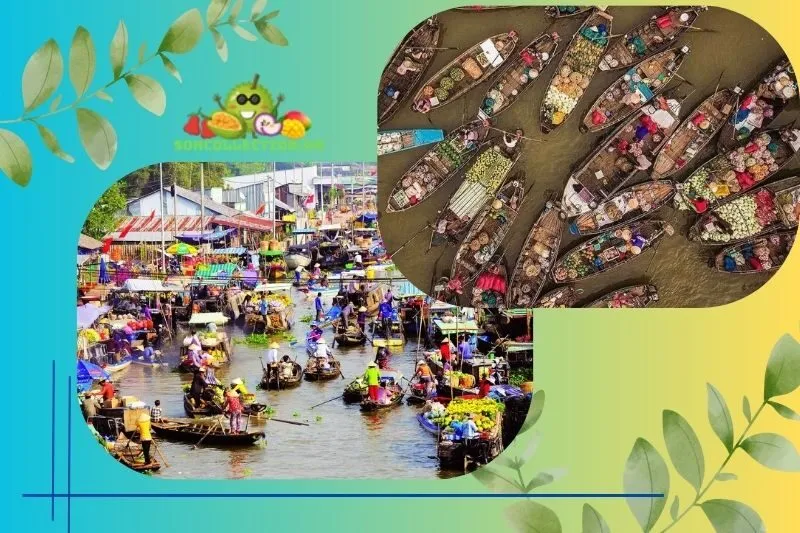 Cách Di Chuyển Đến Chợ Nổi Cái Bè
