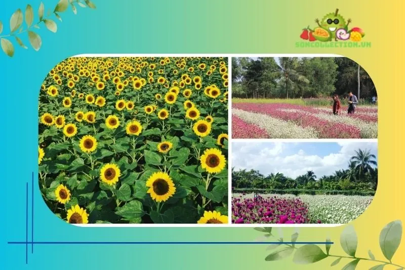 Cách di chuyển đến Vườn hoa Mãn Đình Hồng