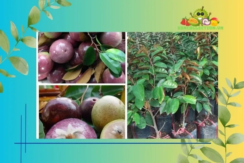 Câu chuyện thú vị về nguồn gốc vú sữa Lò Rèn Tiền Giang