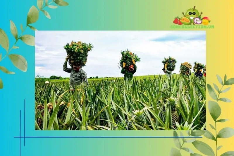 Cơ Hội Nghề Nghiệp và Phát Triển Kinh Tế từ Cánh Đồng Khóm Tân Phước
