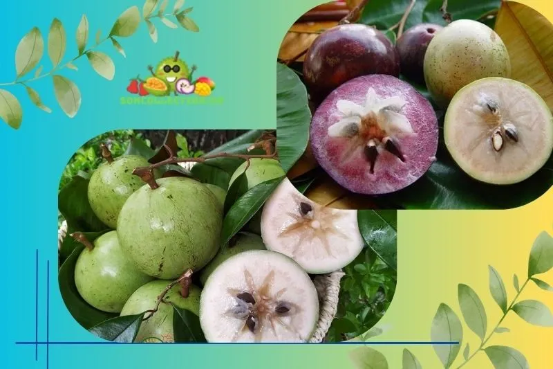 Đặc điểm nổi bật của vú sữa Lò Rèn Tiền Giang