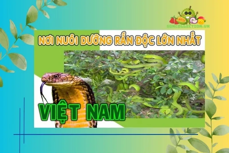 Giá Vé và Thông Tin Liên Quan đến Trại Rắn Đồng Tâm Tiền Giang