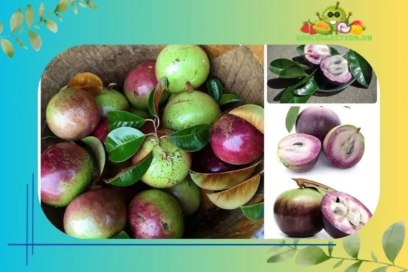 Hướng dẫn phân biệt vú sữa Lò Rèn Tiền Giang chính hiệu