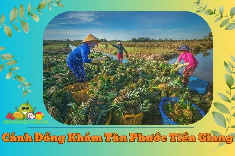 Khám Phá Cánh Đồng Khóm Tân Phước Tiền Giang 2025 - Đặc Sản Nổi Tiếng
