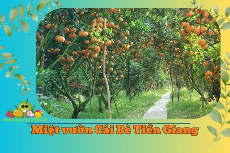 Miệt vườn Cái Bè Tiền Giang 2025: Khám Phá Du Lịch Miền Tây