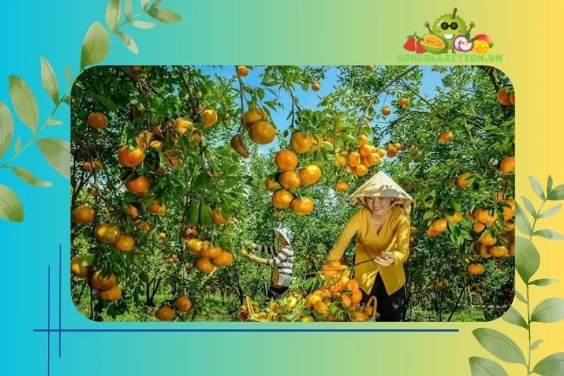 Miệt vườn Cái Bè trong mắt du khách