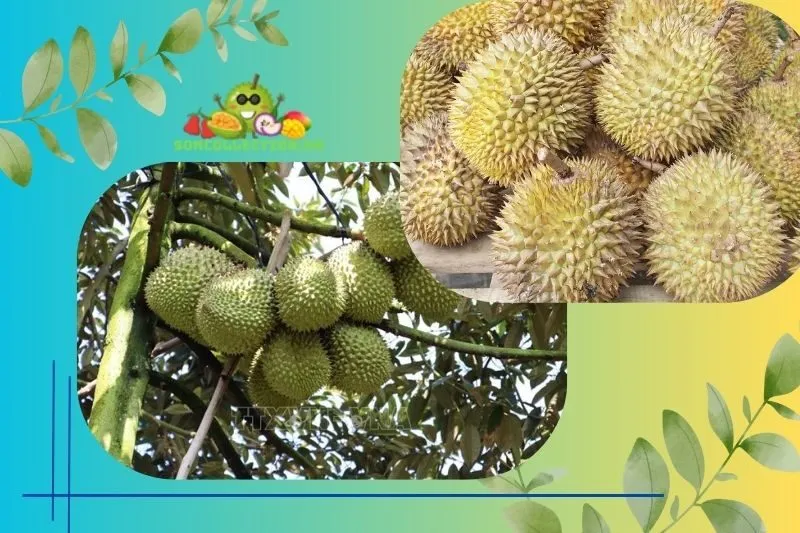 Nguồn gốc và đặc trưng của sầu riêng Ngũ Hiệp