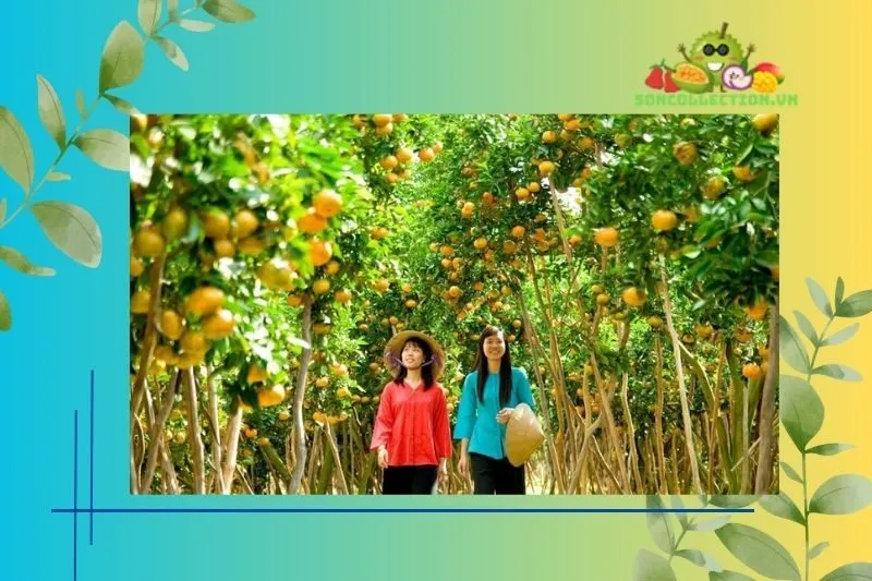 Những câu hỏi thường gặp về Vườn trái cây Vĩnh Kim Tiền Giang