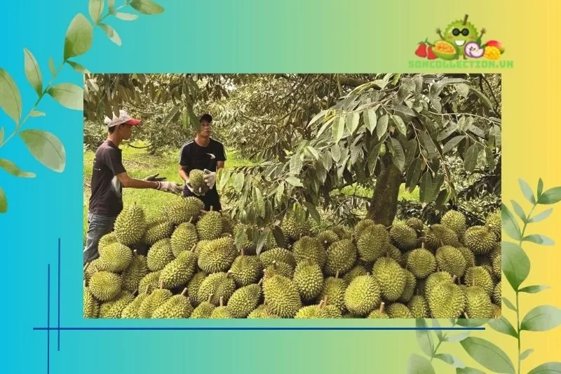 Quy trình canh tác và tiêu chuẩn chất lượng sầu riêng Ngũ Hiệp