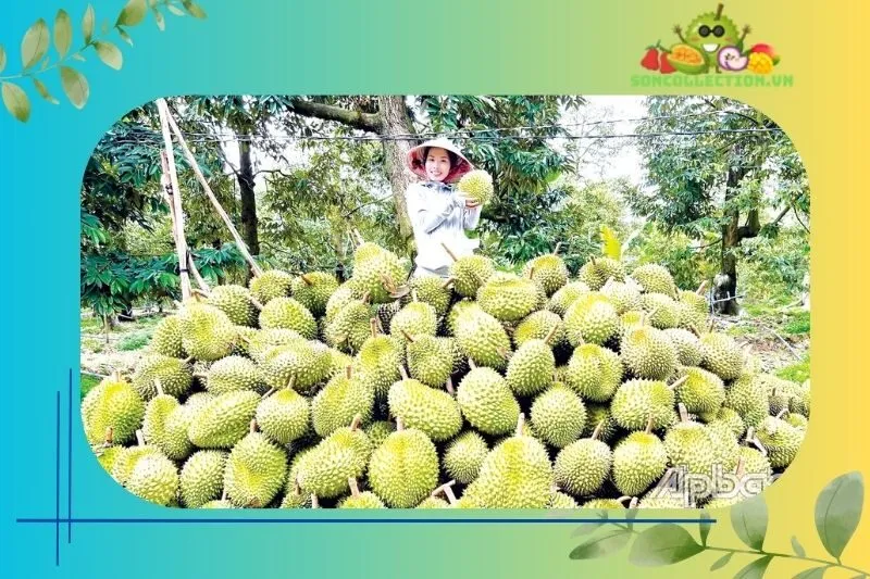 Thời gian mùa vụ sầu riêng Ngũ Hiệp