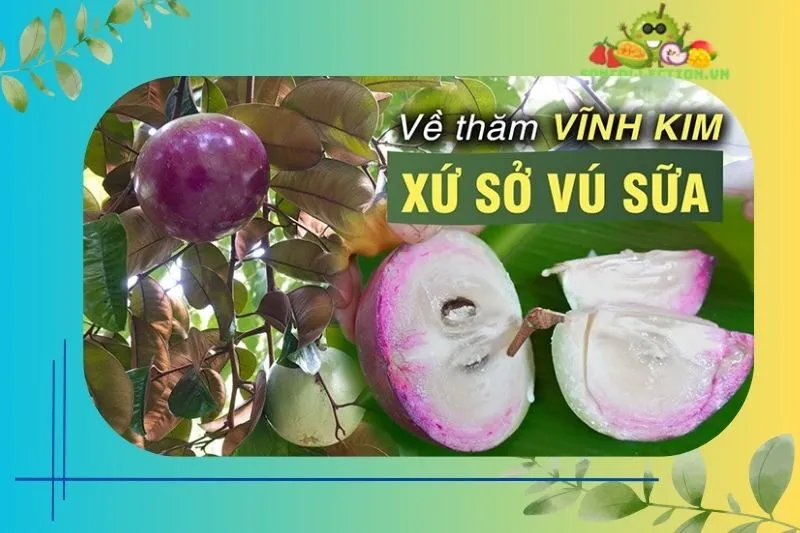 Thưởng thức trái cây và trải nghiệm tại Vườn trái cây Vĩnh Kim