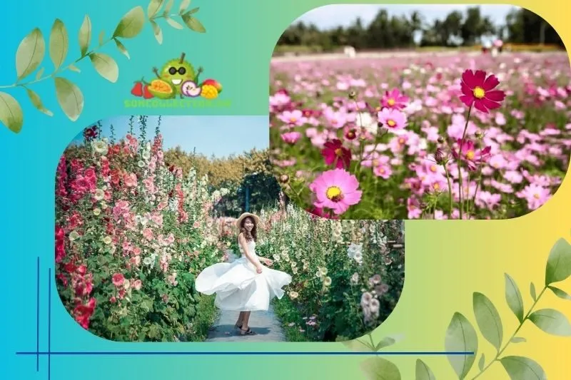Tổng quan về Vườn hoa đa sắc Mãn Đình Hồng Tiền Giang