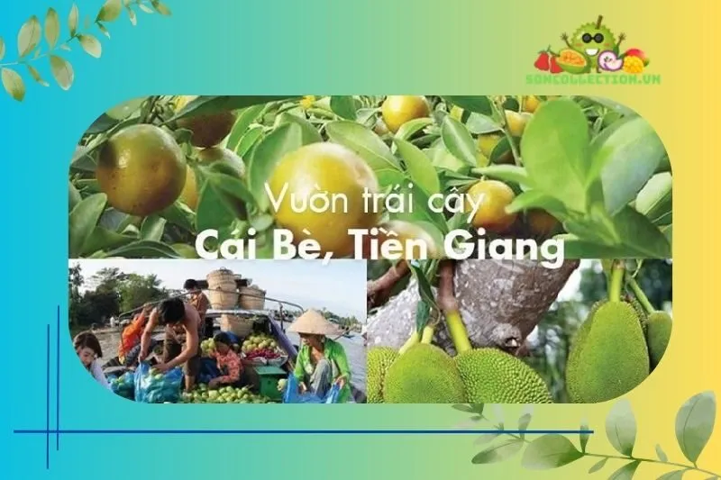 Trải nghiệm tham quan Miệt vườn Cái Bè