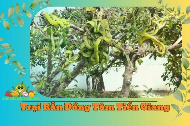 Trại rắn Đồng Tâm Tiền Giang 2025 - Điểm Du Lịch Hấp Dẫn