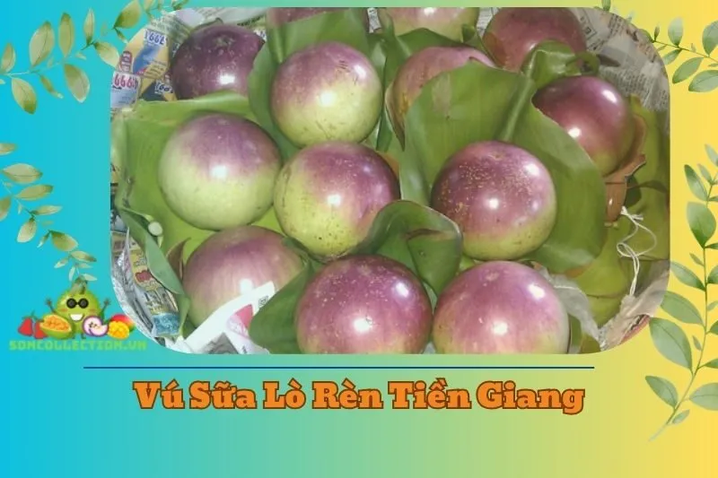Vú sữa Lò Rèn Tiền Giang 2025: Đặc điểm, giá và địa chỉ mua
