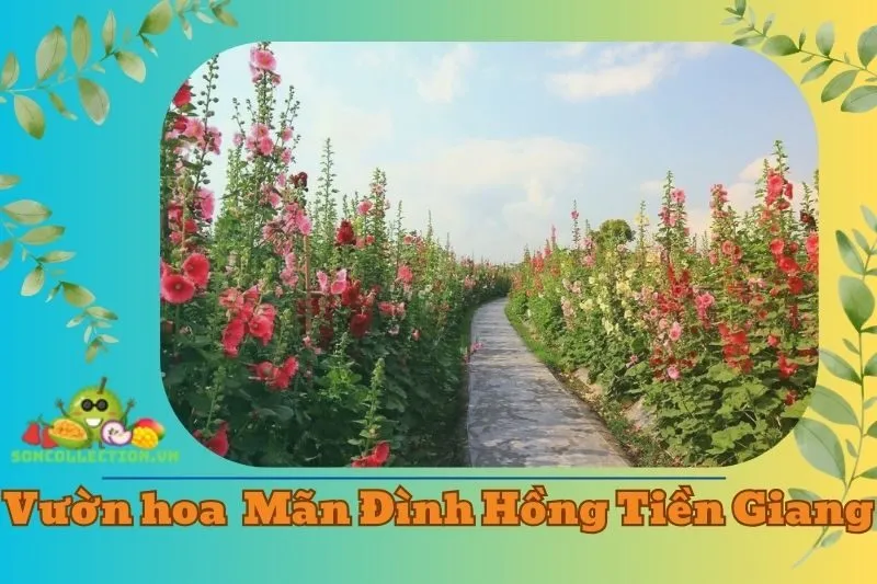 Vườn hoa đa sắc Mãn Đình Hồng Tiền Giang 2025_ Khám Phá Vẻ Đẹp Tự Nhiên