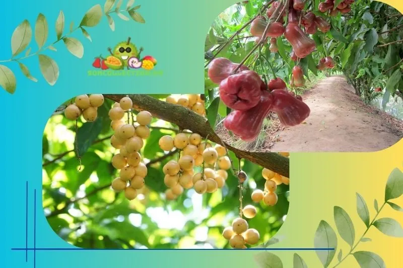 Vườn trái cây Vĩnh Kim - Mùa thu hoạch trái cây tươi ngon
