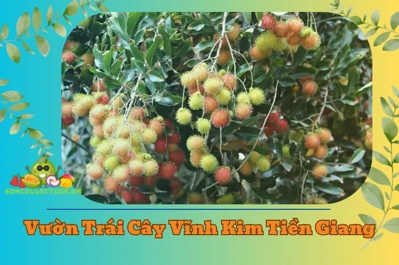 Vườn trái cây Vĩnh Kim Tiền Giang 2025: Khám phá thiên đường trái cây