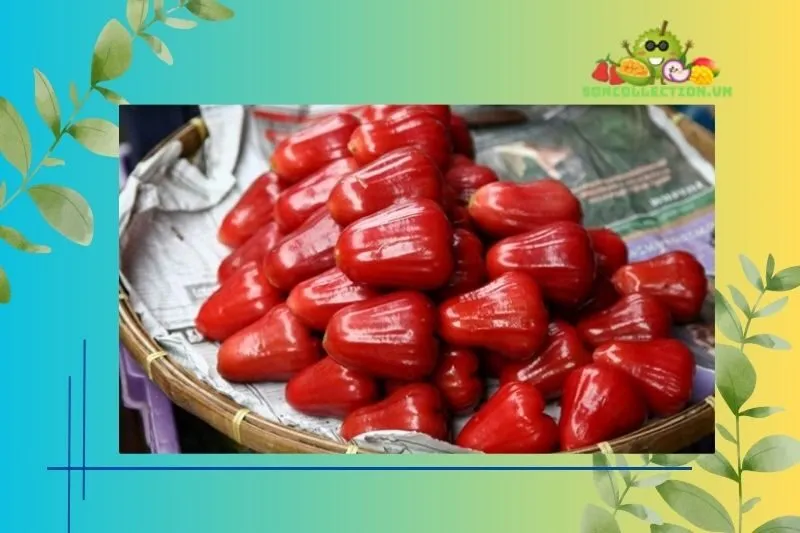 Các loại Mận Trung Lương