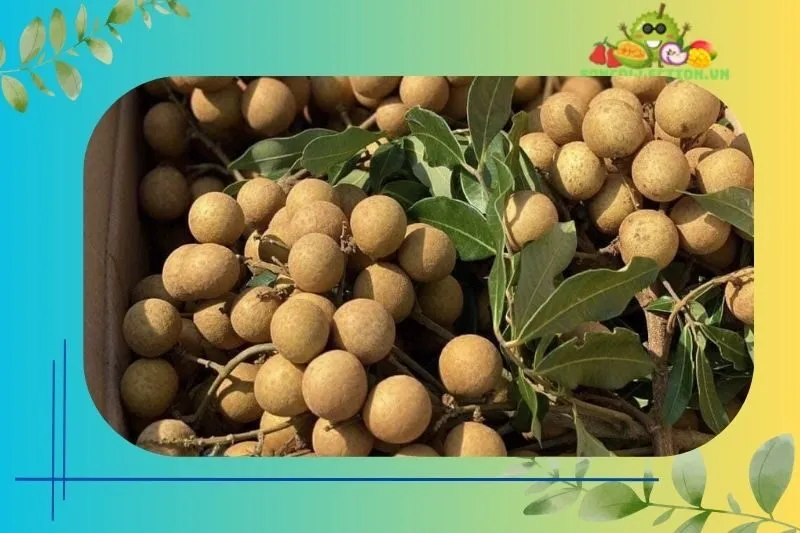 Các loại nhãn Nhị Quý và đặc điểm riêng