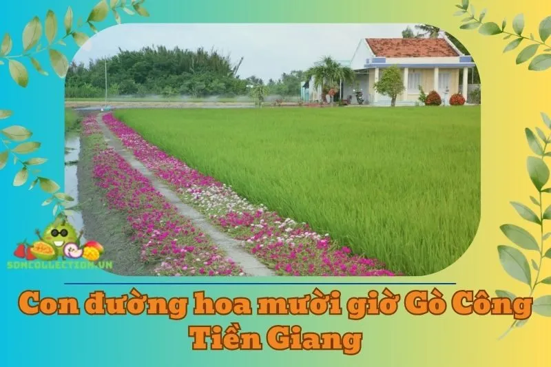 Con đường hoa mười giờ ở Gò Công Tiền Giang