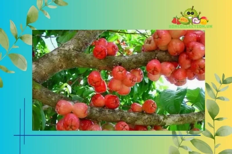 Đặc sản Tiền Giang và các món ăn từ Mận