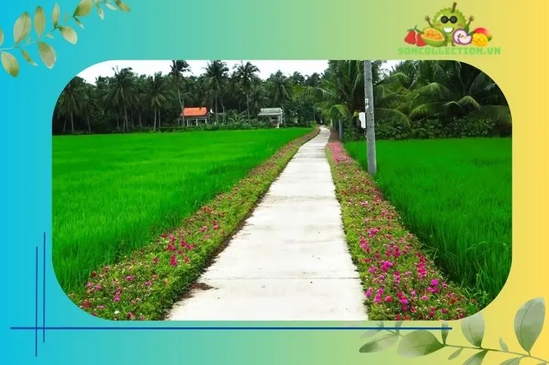 Điểm thu hút của Con đường hoa mười giờ ở Gò Công