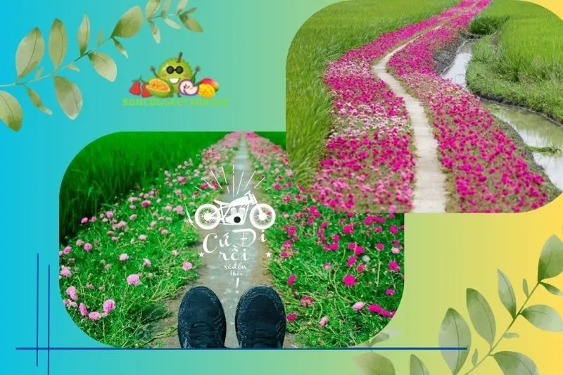 Giới Thiệu Con đường hoa mười giờ ở Gò Công