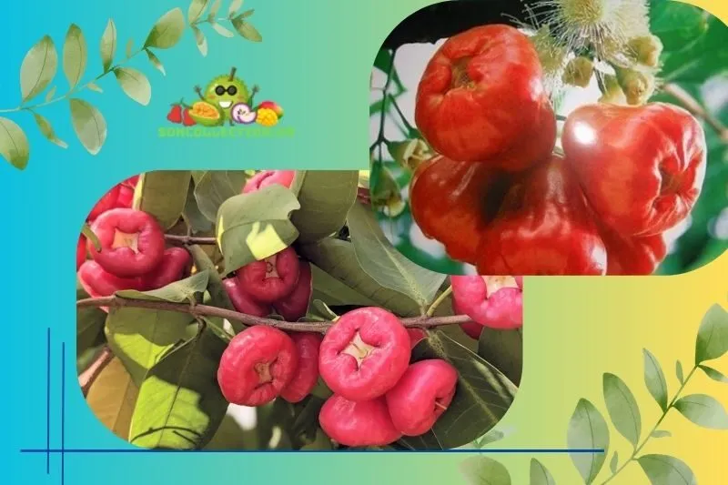 Giới thiệu đặc điểm quả mận