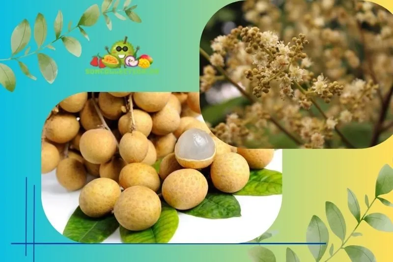 Giới Thiệu Nhãn Nhị Quý