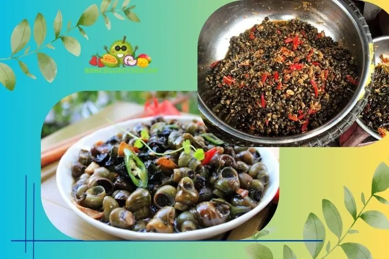 Giới thiệu Ốc gạo Tân Phong