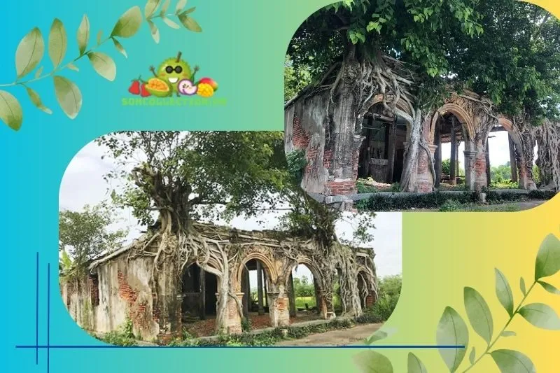 Giới thiệu về Đình Tân Đông