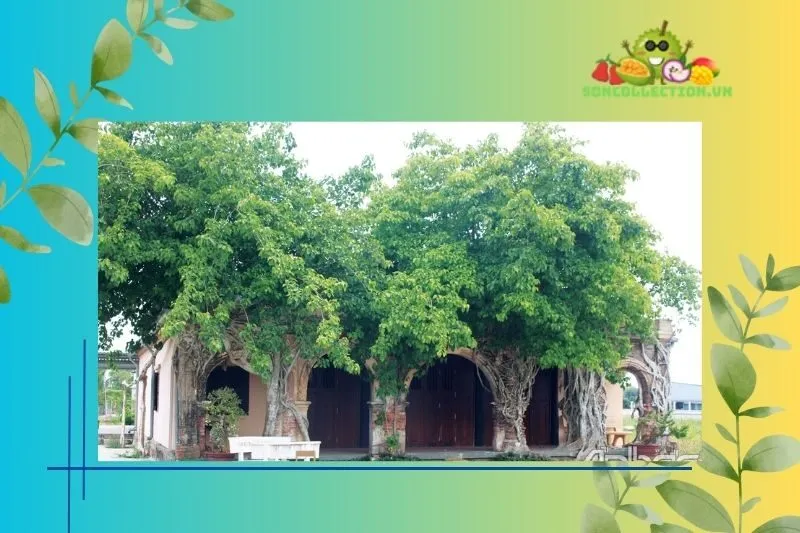 Kiến trúc độc đáo của Đình