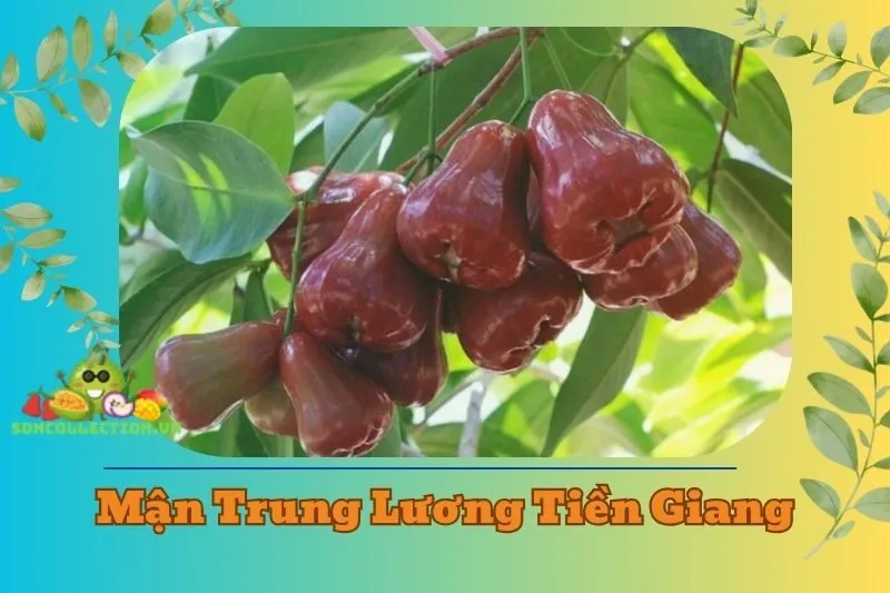 Mận Trung Lương Tiền Giang