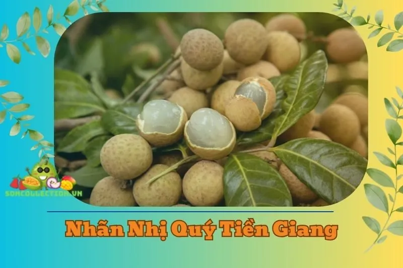 Nhãn Nhị Quý Tiền Giang