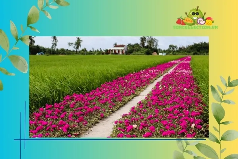 Thời điểm lý tưởng để check-in Con đường hoa mười giờ