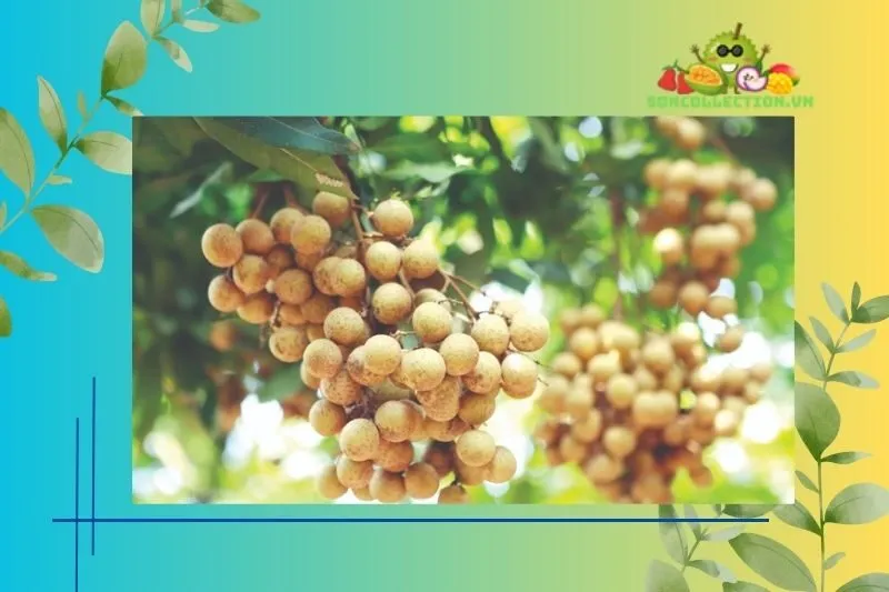 Thời điểm ra hoa và thu hoạch